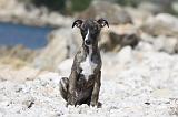 WHIPPET 261